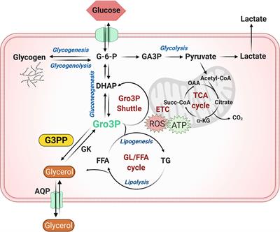 New Mammalian Glycerol-3-Phosphate Phosphatase: Role in β-Cell, Liver and Adipocyte Metabolism